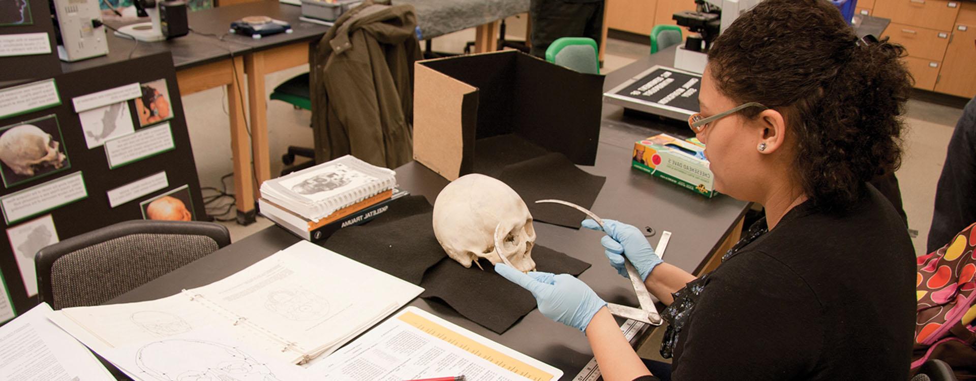 WLC学生在实验室测量头骨